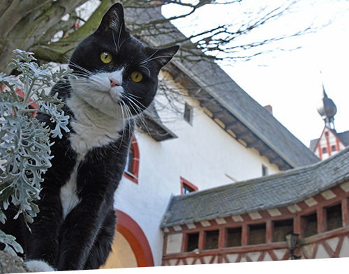 Malwettbewerb, Kater Arthur, Schloss Rochsburg